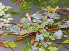 菱角的種植時(shí)間與種植方法